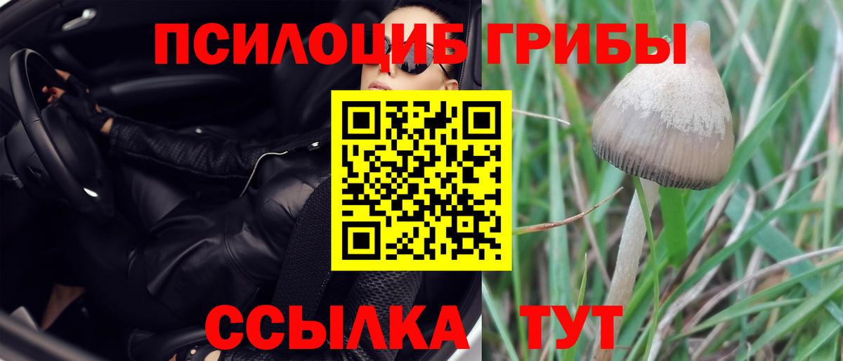 Псилоцибиновые грибы Psilocybe Белово